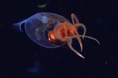 A colossal squid is caught on camera for the first time in the deep sea