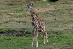 San Diego Zoo Safari Park welcomes birth of Masai giraffe calf