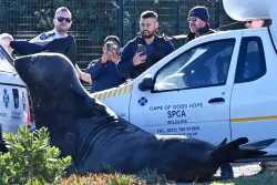 ‘How did you get here?’ A large elephant seal is found lumbering along a South African street